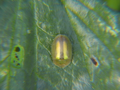 Cassida vittata
