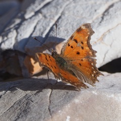 Polygonia egea