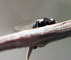 Lonchaea