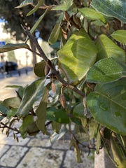 Elaeagnus reflexa