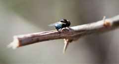 Lonchaea