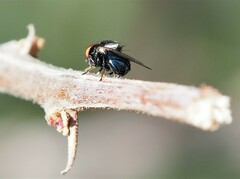 Lonchaea