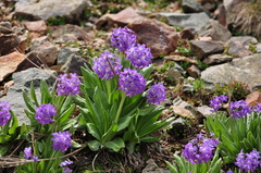 Primula longipes