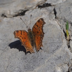 Polygonia egea