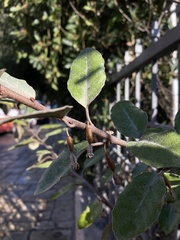 Elaeagnus reflexa