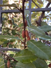 Elaeagnus reflexa