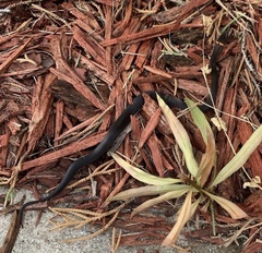 Diadophis punctatus punctatus