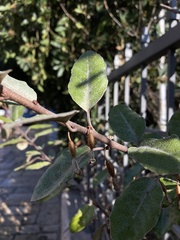 Elaeagnus reflexa