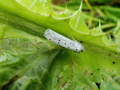 Myelois circumvoluta