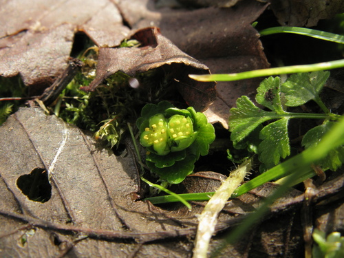 Chrysosplenium alternifolium iNat (1)