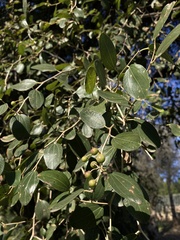Ziziphus spina-christi