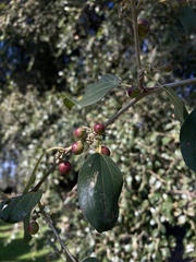 Ziziphus spina-christi