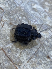 Brachycerus balearicus