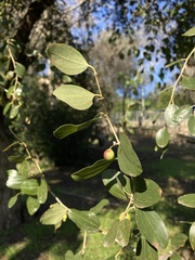 Ziziphus spina-christi