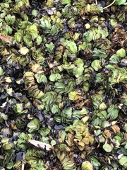 Salvinia molesta