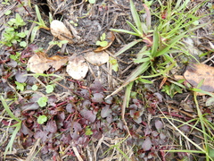 Ludwigia repens