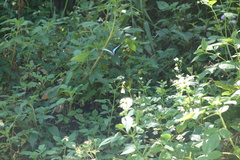 Graphium sarpedon connectens