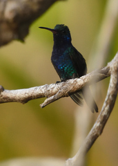 Chrysuronia coeruleogularis