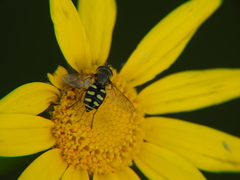 Eupeodes corollae