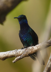 Chrysuronia coeruleogularis