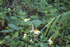 Graphium sarpedon connectens