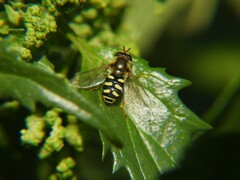 Eupeodes corollae