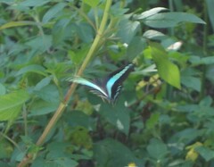 Graphium sarpedon connectens