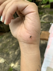 Maeota dichrura