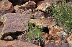 Alopecurus glacialis