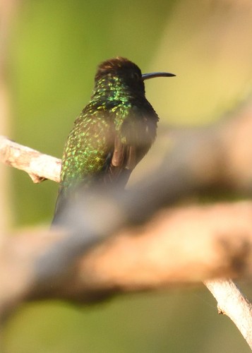 Sapphire-bellied Hummingbird (Chrysuronia lilliae)