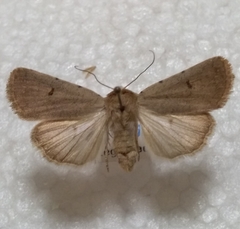 Caradrina aspersa