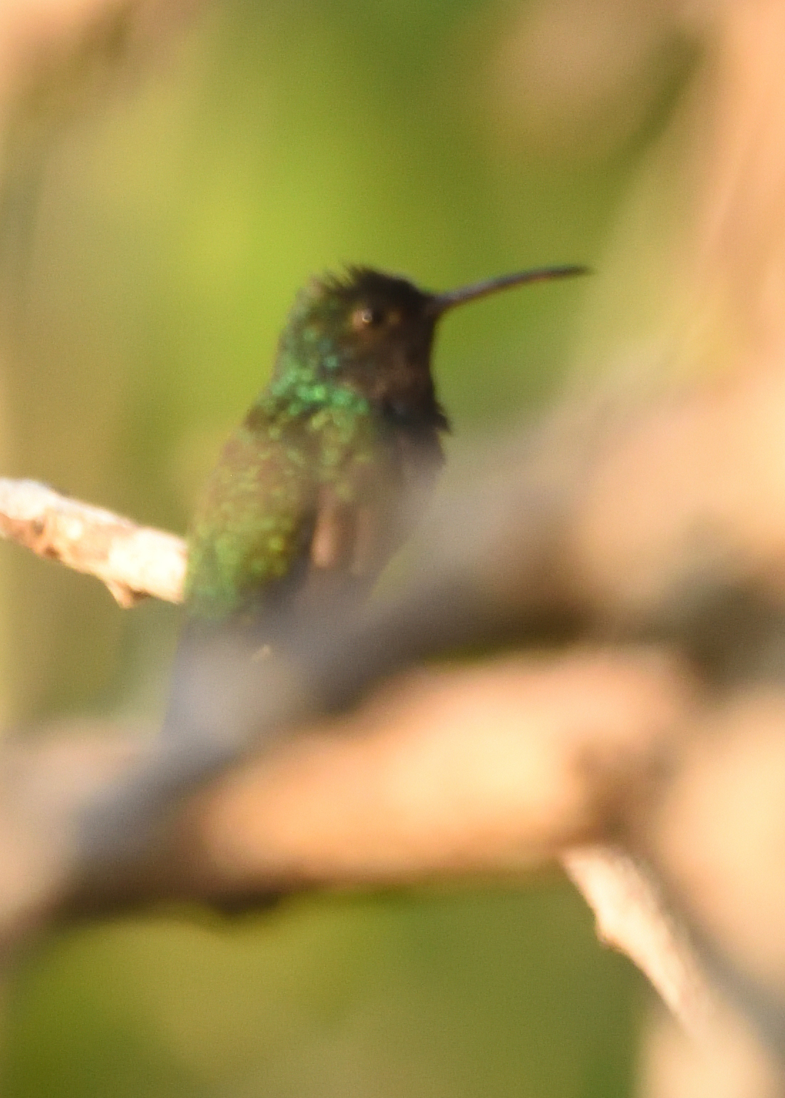 Sapphire-bellied Hummingbird (Chrysuronia lilliae), photo 2