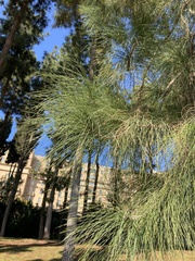 Pinus canariensis