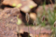 Alopecurus glacialis