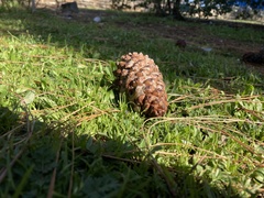 Pinus canariensis
