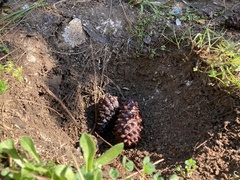 Pinus canariensis