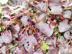 Ludwigia repens
