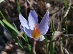 Crocus variegatus