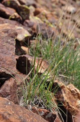 Alopecurus glacialis