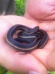 Thamnophis butleri