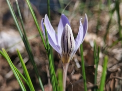 Crocus variegatus