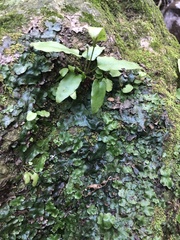 Conocephalum conicum