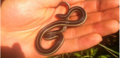 Thamnophis butleri