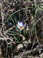 Crocus variegatus