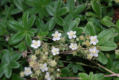 Potentilla alchimilloides