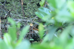 Certhiaxis cinnamomeus