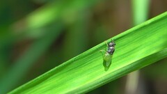 Oplodontha rubrithorax