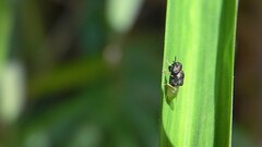Oplodontha rubrithorax