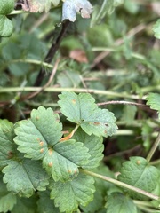 Phragmidium sanguisorbae
