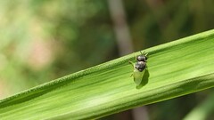 Oplodontha rubrithorax
